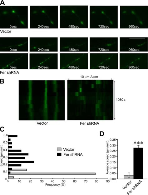 Depletion Of Fer Increased The Dynamics Of Synaptic Vesicle Puncta