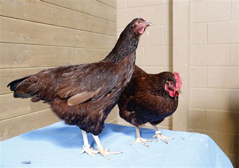 Breed Profile: Rhode Island Red Chicken - Backyard Poultry