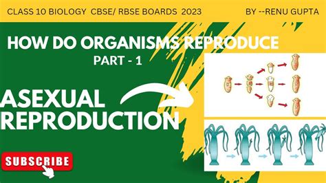 Ch 8 How Do Organisms Reproduce Asexual Reproduction Cbse Class10