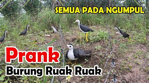 Cara Ampuh Pikat Ruak Ruak Jebakan Burung Ruak Ruak Racik Gantung