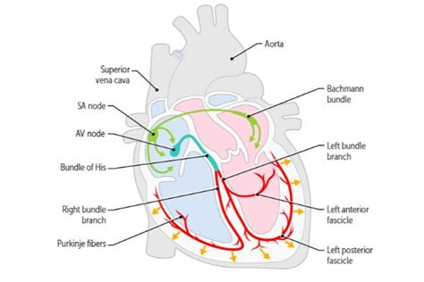 Conduction Blocks Cardiacsecondopinion