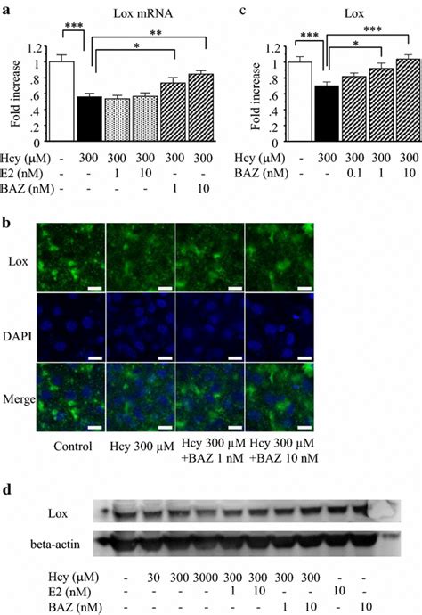 Effects Of Bazedoxifene Bza On Homocysteine Hcy Induced Suppression