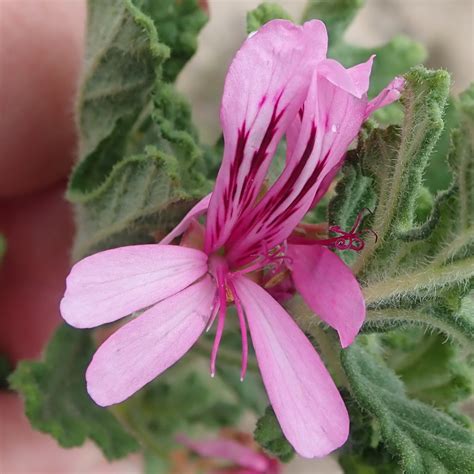 Oak Leaved Geranium From Heaven In The Langkloof Western District