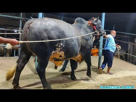 Massive Size Cross Bull Showdown Sadeeq Agro 2023 Biggest Of Sadeeq