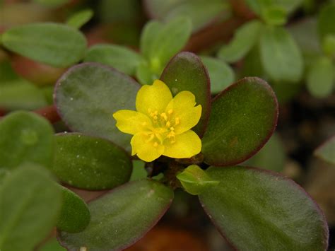 Portulaca oleracea - Leon Levy Native Plant Preserve