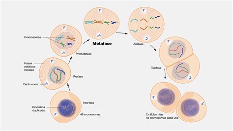 Metafase