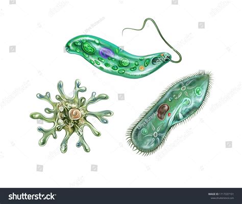 Protozoa Amoeba Proteus Paramecium Caudatum Euglena 库存插图 1717337191 Shutterstock