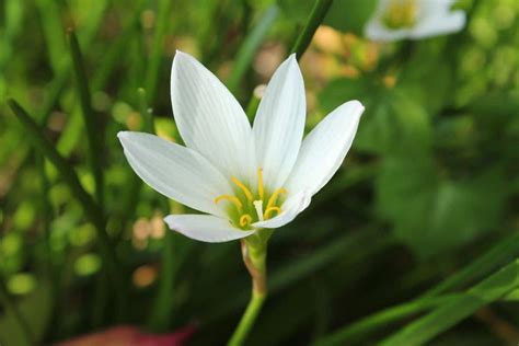 10 plantas con flores blancas pequeñas