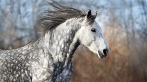 200+ Best Paint Horse Names That Are Thoughtful and Unique