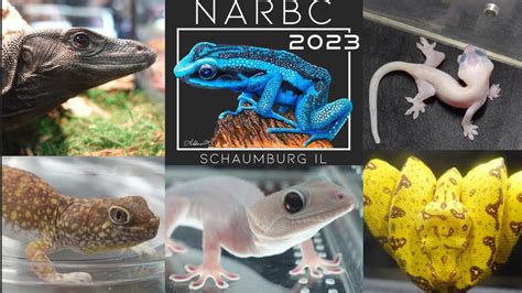 Narbc Reptile Show In Schaumburg The Best Reptiles In The Show