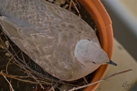 Eurasian Collared Dove Hatching : CDA Photo