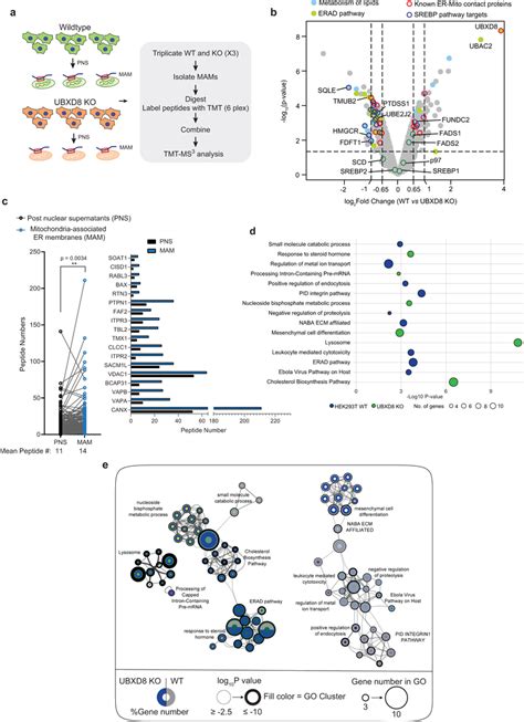 Quantitative Proteomics Identifies A Role For UBXD8 In Regulating Lipid