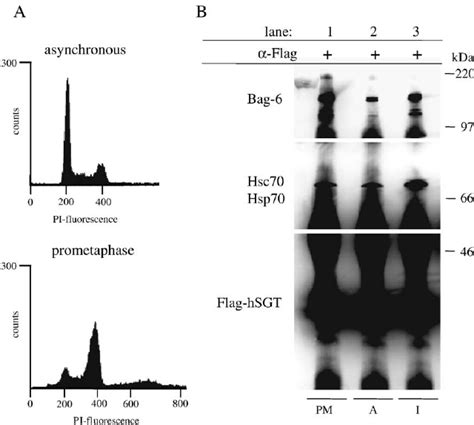 Bag 6 As Well As Hsc70 And Hsp70 Co Precipitated With Flag HSGT From