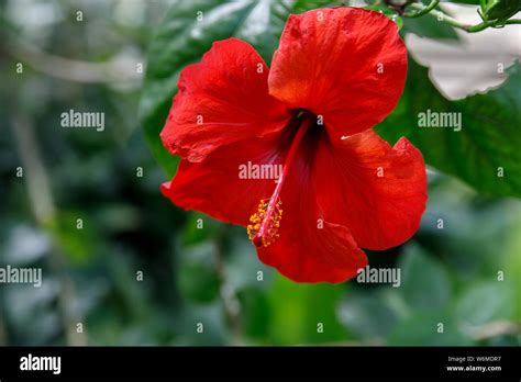 Close Up Of A Bright Red Hibiscus Rosa Sinensis Flower On A Green