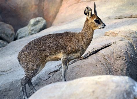 Makadi Safaris | Klipspringer