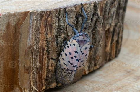 Spotted Lanternfly Stock Photos, Images and Backgrounds for Free Download