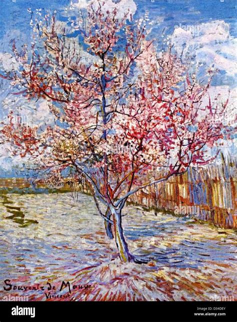 Vincent Van Gogh Peach Arbre En Fleur La M Moire De La Mauve