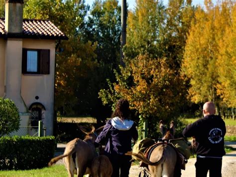 Passeggiate Con Gli Asini A Treviso