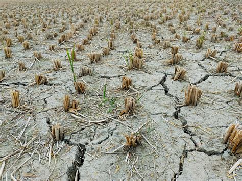 Sequía En Argentina Causas Y Consecuencias De Un Fenómeno Extremo Cambio