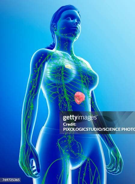 Lymph Node 3d Render Photos And Premium High Res Pictures Getty Images