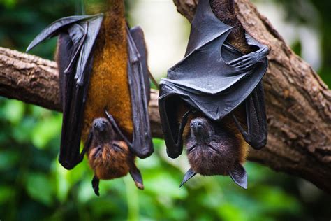 Black Flying Foxes Pteropus Alecto Hanging In Tree Good Nature Travel