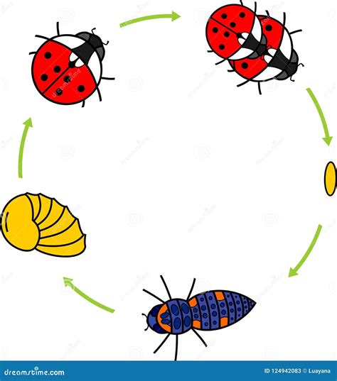 Ciclo De Vida De La Mariquita Etapas Del Desarrollo De La Mariquita Del Huevo Al Insecto Adulto