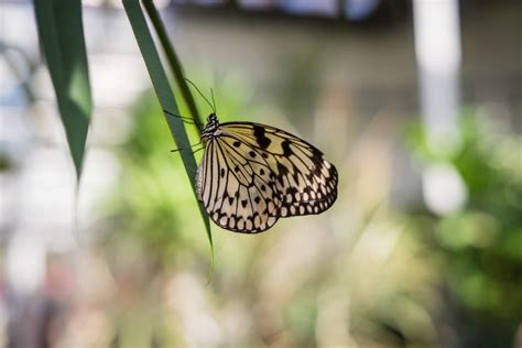 Bring On The Butterflies Behind The Scenes At Dow Gardens Butterflies