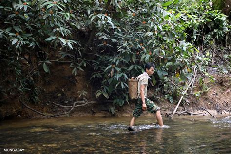 Masyarakat Adat Iban Arif Menjaga Hutan Tapi Masih Menunggu Pengakuan