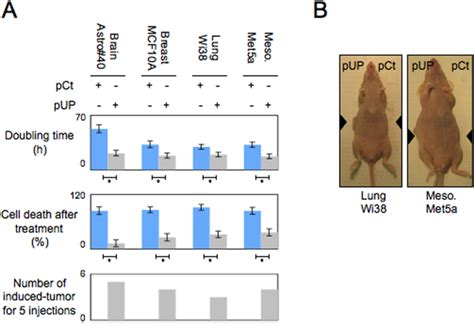 A Graphs Illustrate The Doubling Time Of The Considered Cells The