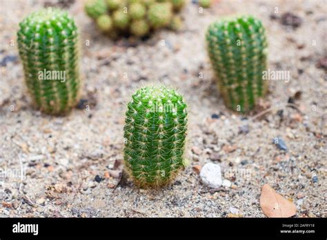 Group of Small Cactus species called Echinopsis Calochlora Cactus a ...