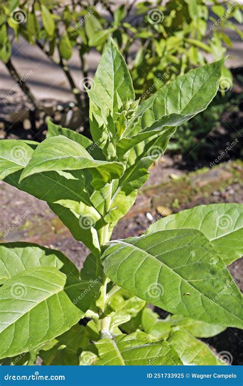 Tobacco Plant, Nicotiana Tabacum, on Garden, Rio Stock Image - Image of ...