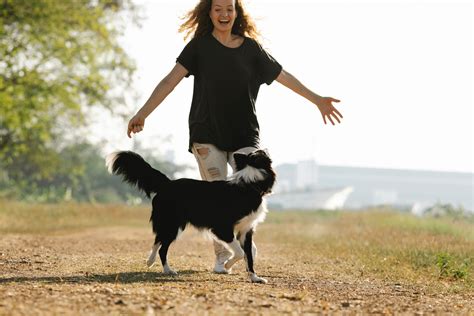 Cuál Es La Mejor Edad Para Enseñar Trucos A Los Perros