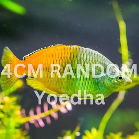 Jual Ikan Rainbow Boesemani Cm Shopee Indonesia