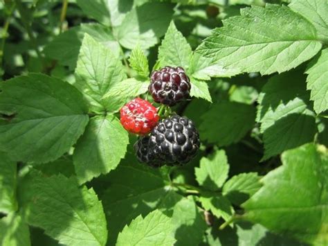 Local Wild Plant Profile Black Cap Raspberry Sprout Distro Wild Plants Raspberry Black