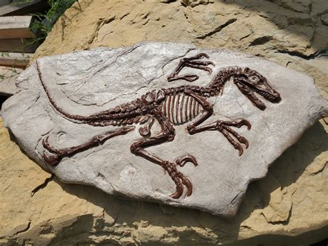 Velociraptor In Matrix Fossil Etsy