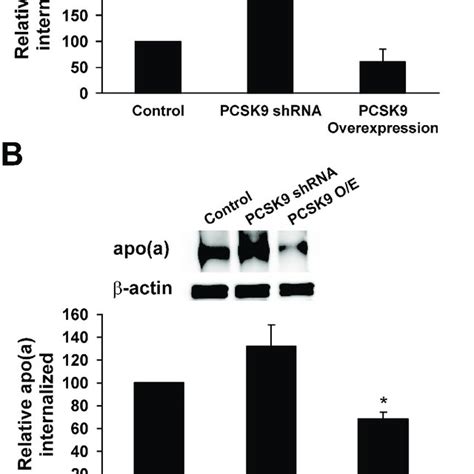 Role Of Ldlr Related Receptors In Lp A Internalization A Hepg