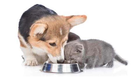 Why Does My Cat Keep Eating Dog Food? [Reasons & Solutions]