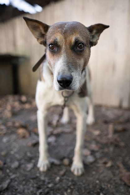 Un perro guardián solitario y triste en una cadena cerca de una casa de