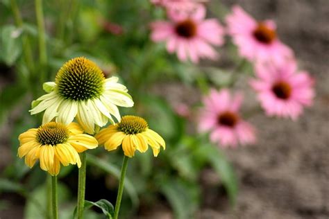 Sonnenhut Blumen Pflanzen Gelbe Kostenloses Foto Auf Pixabay Pixabay