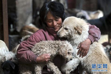 天津六旬老人收养千余只流浪猫狗 2 中国在线