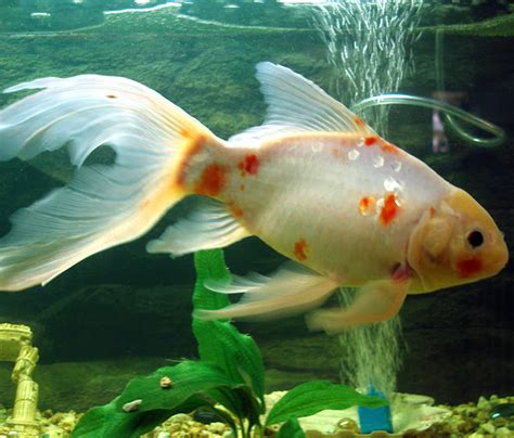 Shubunkin Goldfish: Characteristics, Diet, Uses