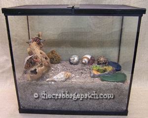 Hermit Crab Crabitat Setup