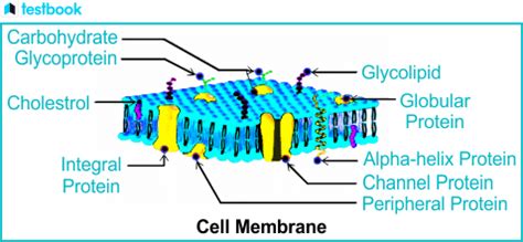 Cell Wall and Cell Membrane - Structure, Functions and Differences