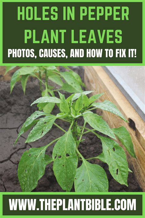 Holes In Pepper Plant Leaves