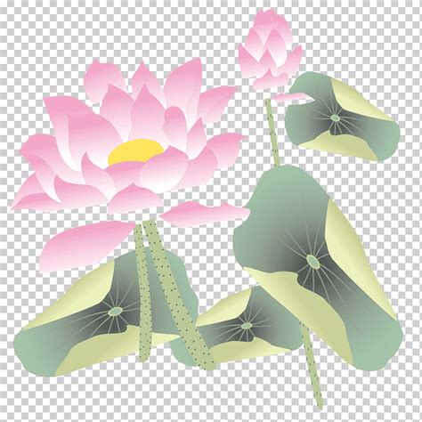 Nelumbo nucifera loto higo azul póster imagenes png Klipartz