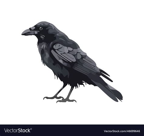 Crow isolated on white background Royalty Free Vector Image