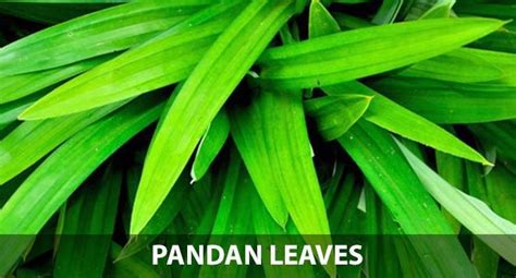 Benefit Of Pandan Leaves Pandan Healing Herbs Herbalist