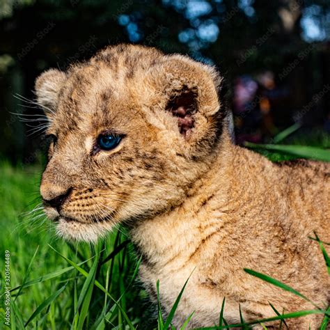 Little Lion Cub With Blue Eyes In The Wild Stock Photo Adobe Stock