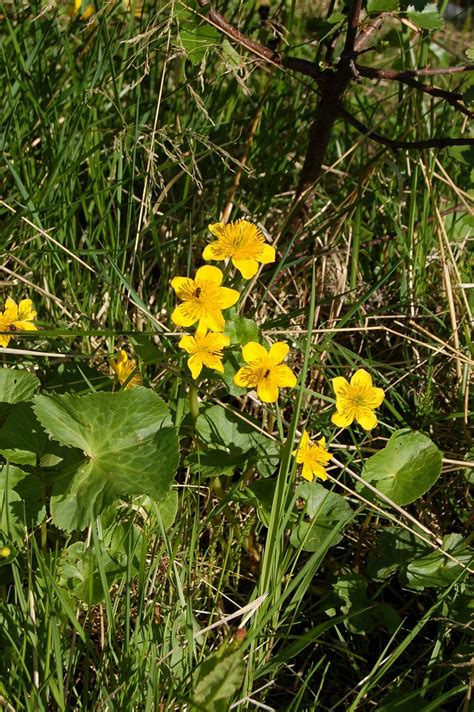 Navn Pa Blomster I Norge SUINDACHO