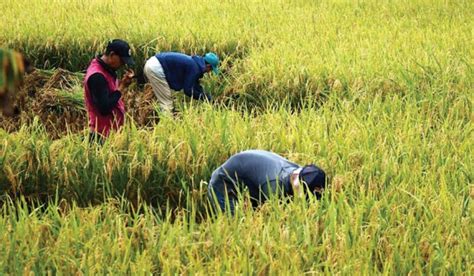 Pemkab Mesuji Lampung Upayakan Lahan Pertanian Berkelanjutan